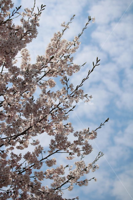 벚꽃,꽃,봄,분홍색,하얀색,갈색,계절,색깔,식물,자연,cherryblossom,pink,brown,white,flower,spring,season,color,plant,nature,봄,계절,spring,season,식물,자연,plants,nature,꽃,flower,나무,trees,wood,blossom,cherry blossom