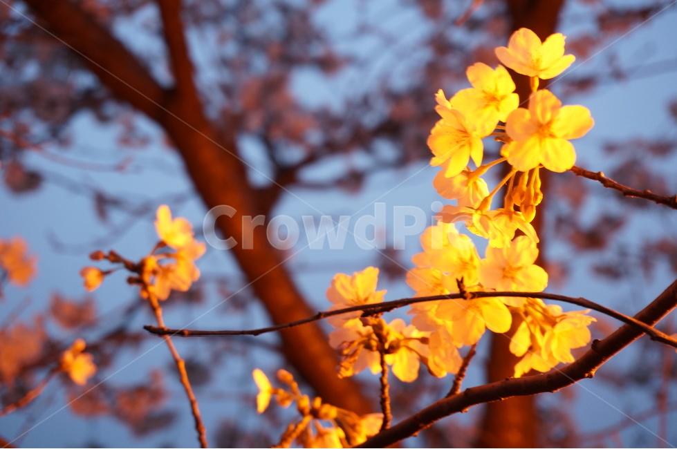 벚꽃,벚꽃나무,봄꽃,저녁벚꽃,가로등벚꽃,벚나무,봄,계절,spring,season,식물,자연,plants,nature,꽃,flower,plant