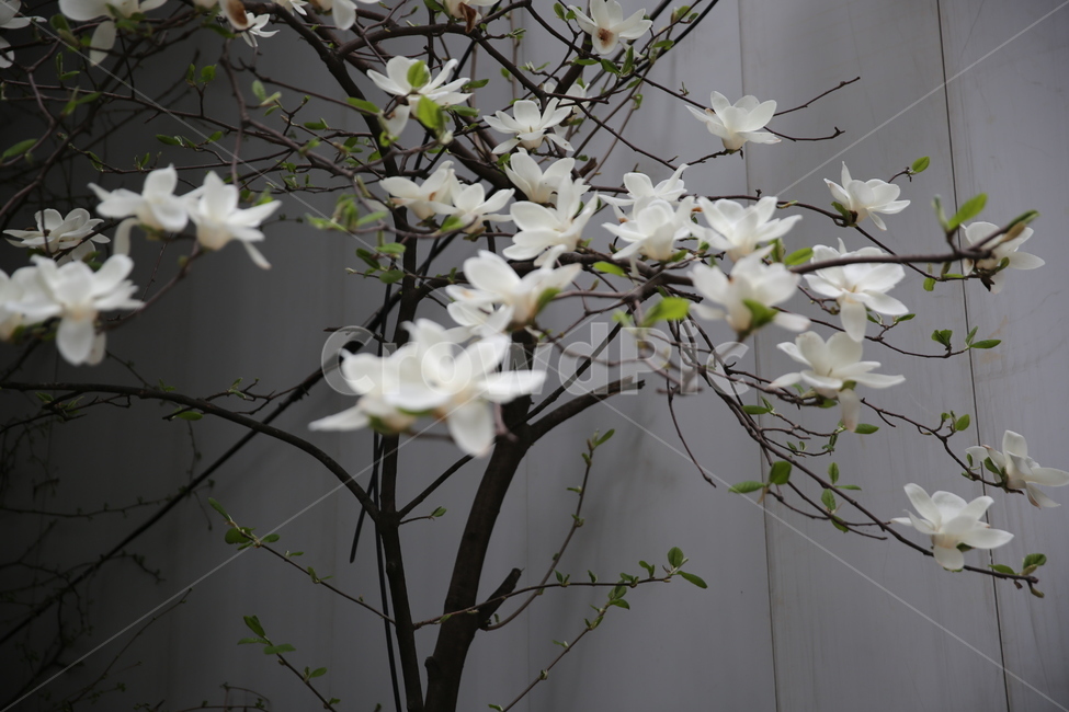 꽃,봄,나무,벛꽃,일상,풍경,감성,계절,spring,season,식물,자연,plants,nature,flower,흰색,봄,계절,spring,season,식물,자연,plants,nature,꽃,flower,plant