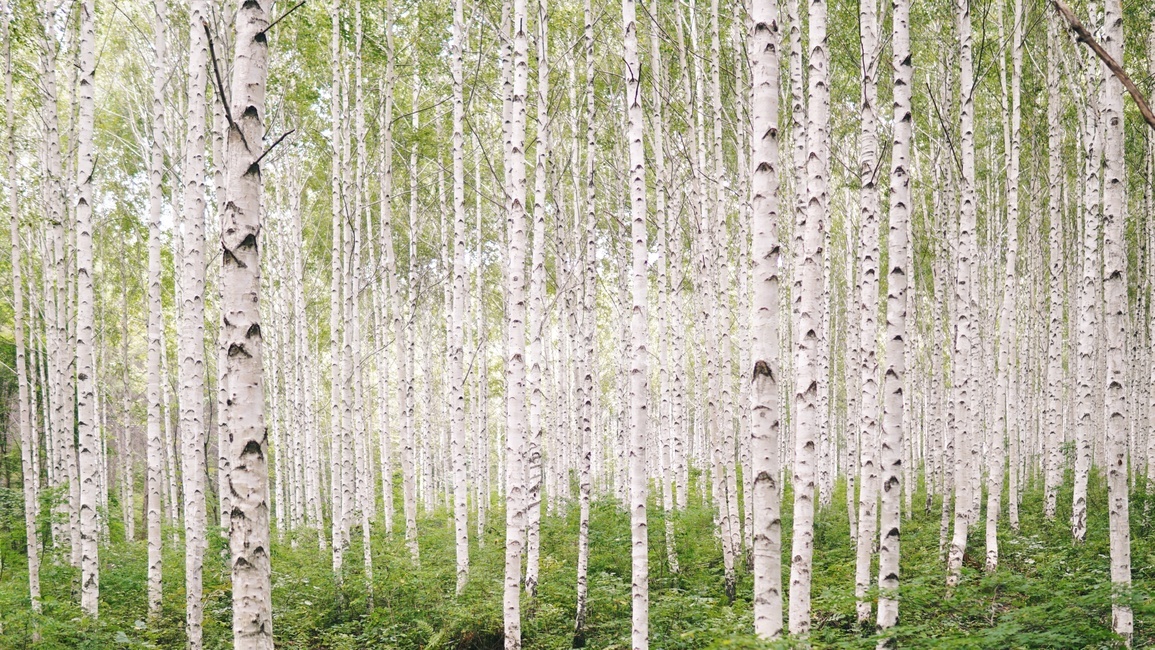 자작나무,자작나무숲,자연,풍경,한국자연,숲,나무,landscape,녹색,woods,forest,nature,식물,자연,plants,nature,나무,trees,wood