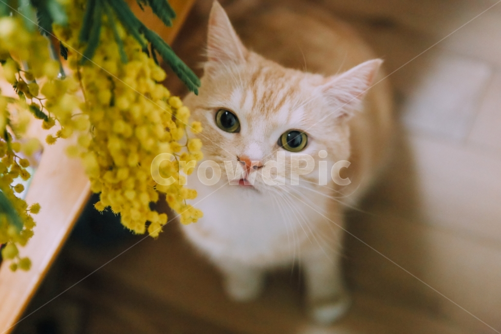 고양이,미모사,예쁜고양이,꽃보다고양이,귀여운고양이,치즈태비,cat,고양이와꽃,동물,animal,포유류,mammal,고양이,cat,kitten,kitty,감성,sensible,feeling