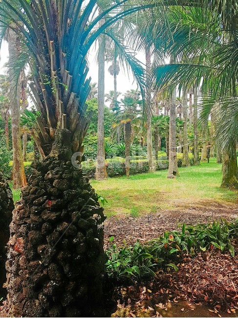 나무,tree,오솔길,trail,열대나무
