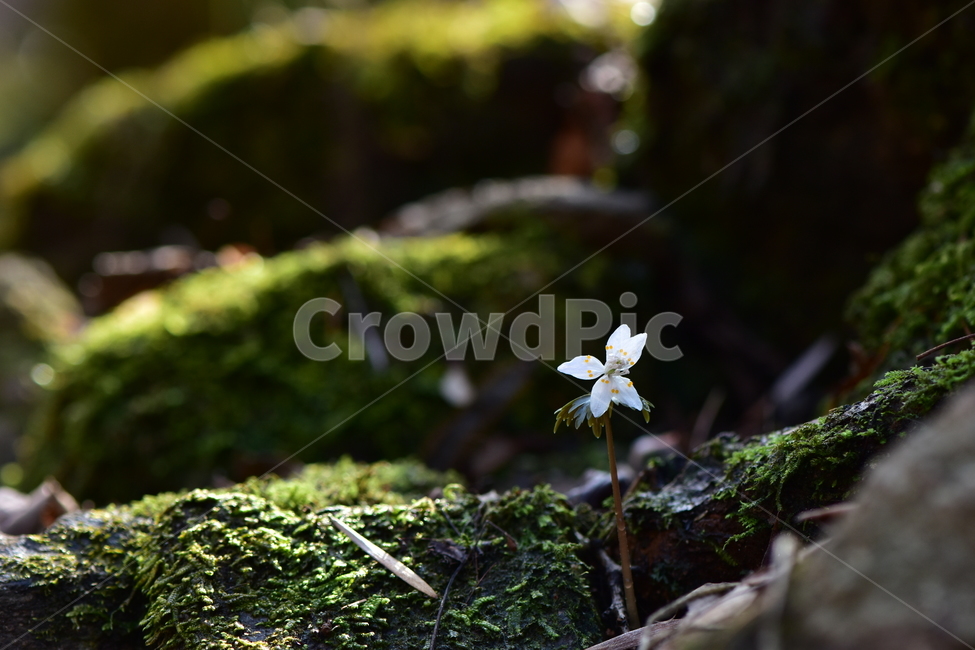너도바람꽃,야생화,봄,꽃,풀꽃,자연,식물,식생,감성,힐링,plants,nature,spring,season,flower,emotion,feeling,흰색,초본,너도바람꽃속