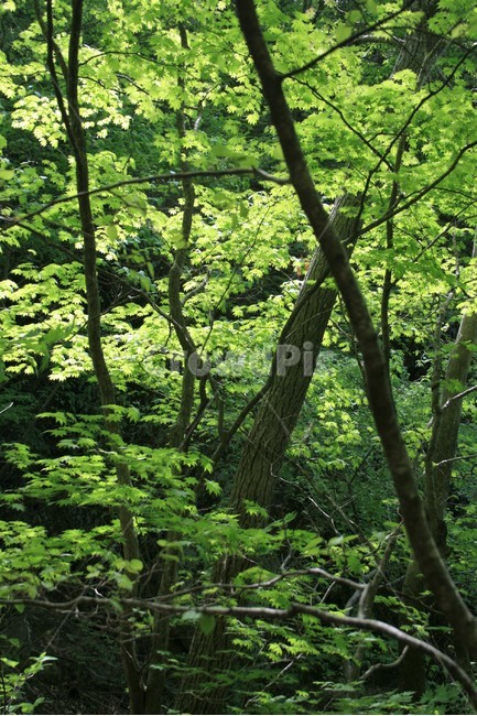 신록,새순,나무새순,자연풍경,한국풍경,싱그러움,식물,자연,plants,nature,나무,trees,wood