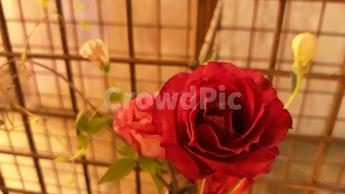 장미,어두운,로맨틱한,감성,철망,주황빛,빨간장미,장미한송이,꽃,식물,식물,자연,plants,nature,꽃,flower