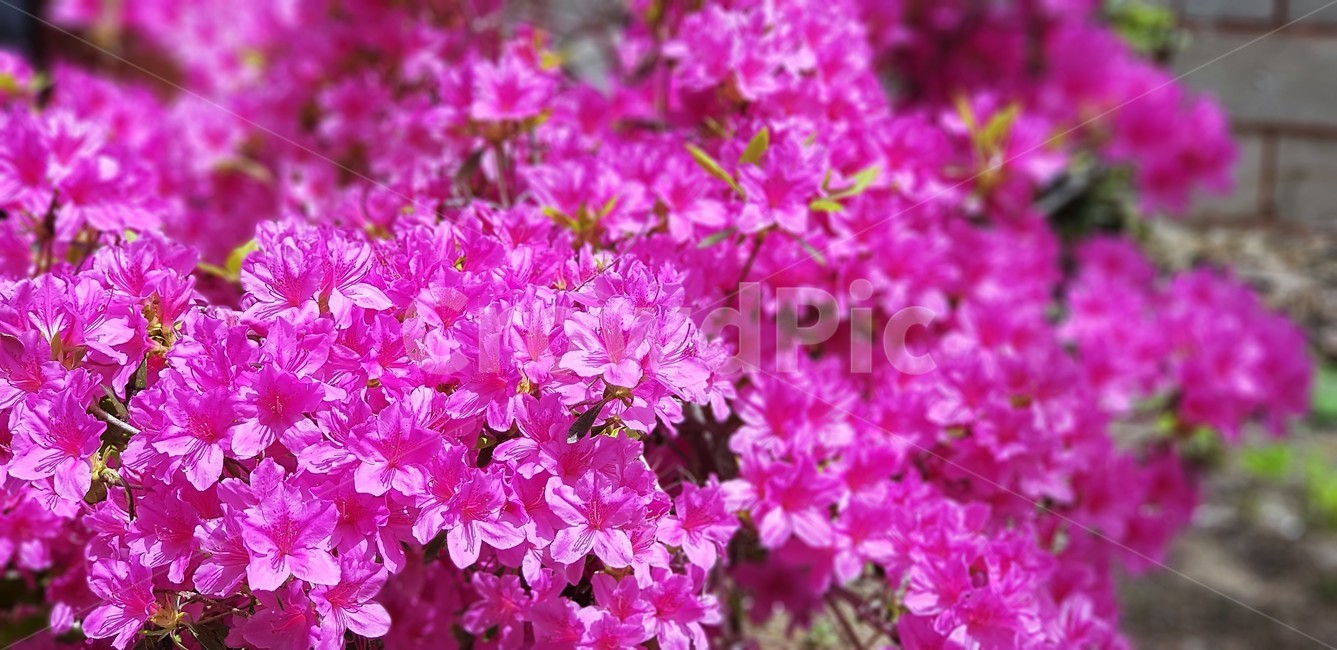 꽃,철쭉,봄,자연,식물,flower,nature,그린,green,분홍색,pink,식물,자연,plants,nature,꽃,flower