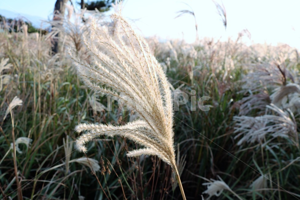 갈대,갈대밭,제주갈대,바람,10월,식물,자연,plants,nature