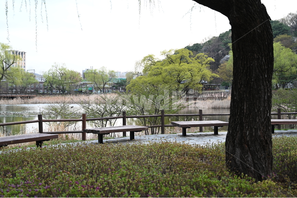 나무,공원,의자,호수,park