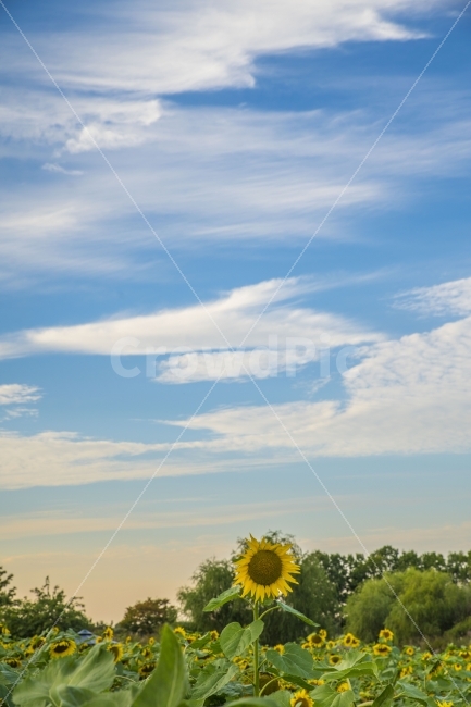 풍경,해바라기,하늘,가을,꽃,자연,풍경,nature,landscape,식물,plants,꽃,flower,감성,sensible,feeling