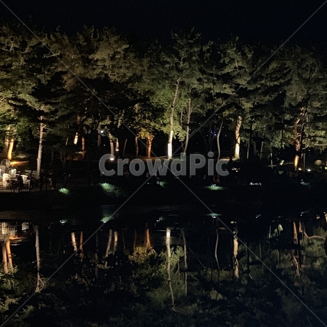 경주,보문단지,야경,연못,나무
