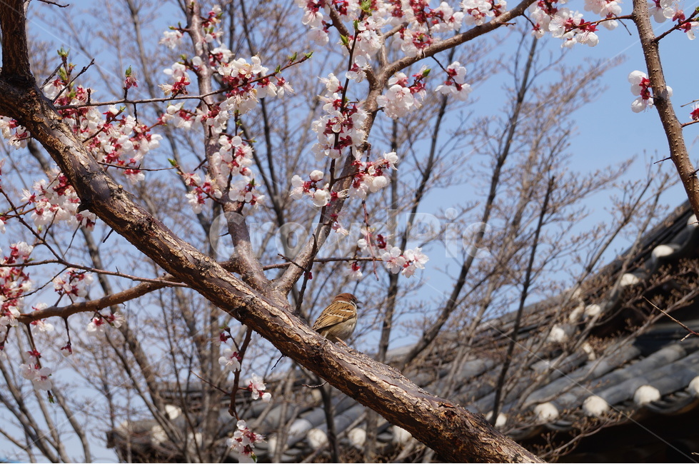 벚나무,벚꽃,참새,한옥,기와,식물,자연,plants,nature,꽃,flower,조류,새,birds