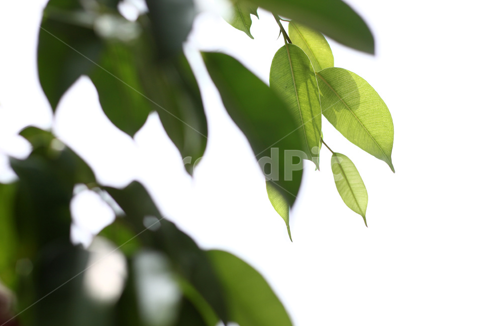 나뭇잎,잎새,식물,잎,나무,식물,자연,plants,nature
