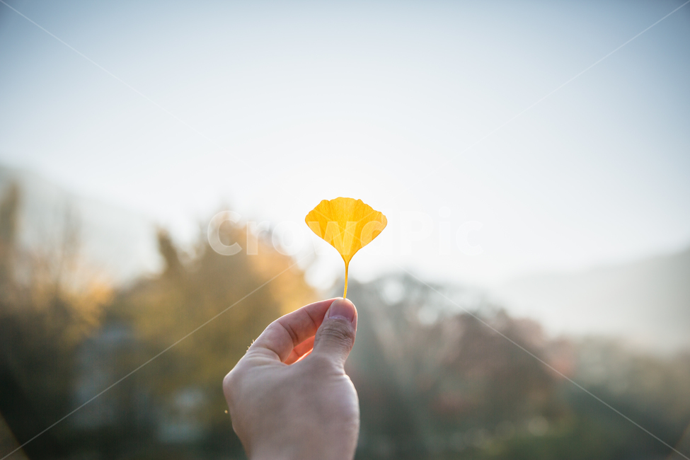 빛내림,가을,단풍,낙엽,일출,햇살,가을,계절,fall,autumn,season,finger,손가락