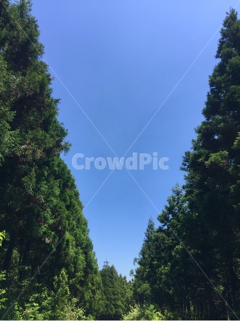하늘,나무,숲,plant,식물,tree,야외,outdoor,제주,샤려니숲길