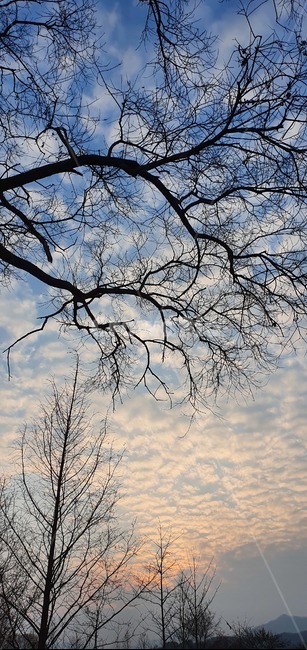 겨울풍경,겨울나무,산책,노을,저녁하늘,식물,자연,plants,nature,나무,trees,wood