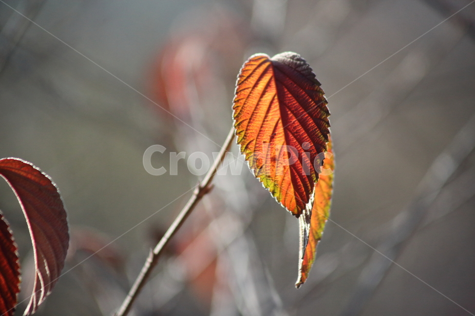 단풍,잎,식물,가을,redleaves,가을,계절,fall,autumn,season,veins,정맥,animal,동물,invertebrate,무척추 동물,insect,곤충