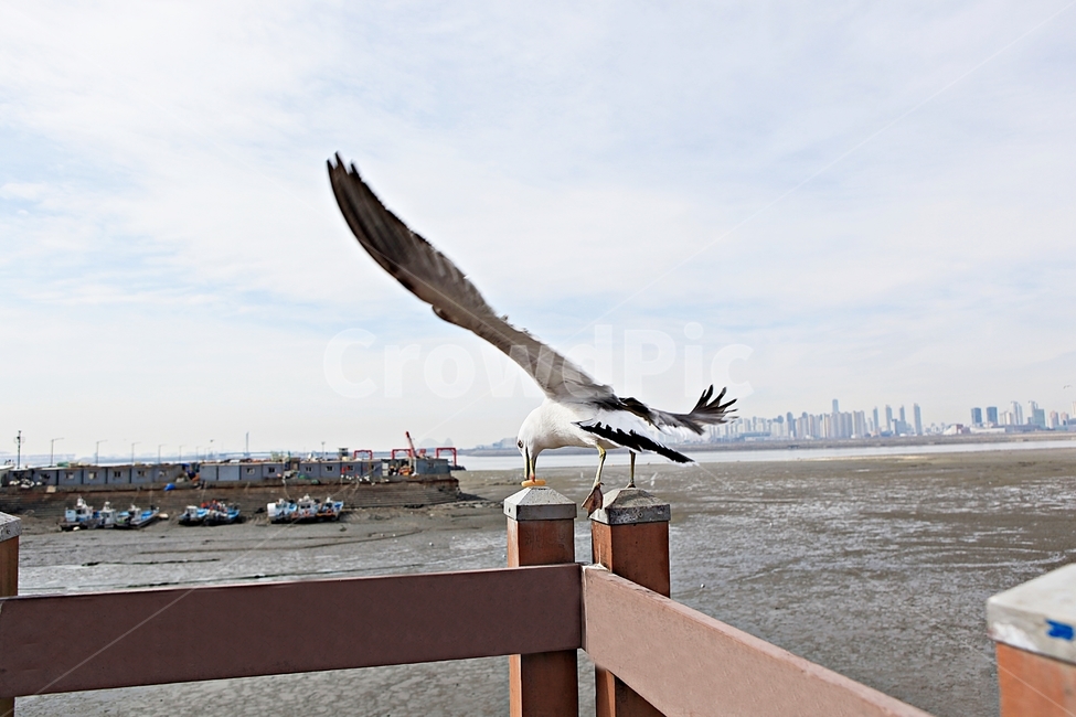 갈매기,조류,새,하늘,풍경,배경,자연,풍광,동물,animal,조류,새,birds