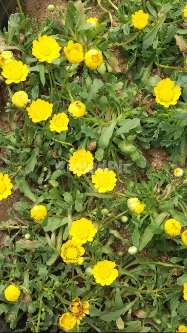 마가렛,목마가렛,국화,옥스아이데이지,국화과,노란색,여름,가을,작은꽃