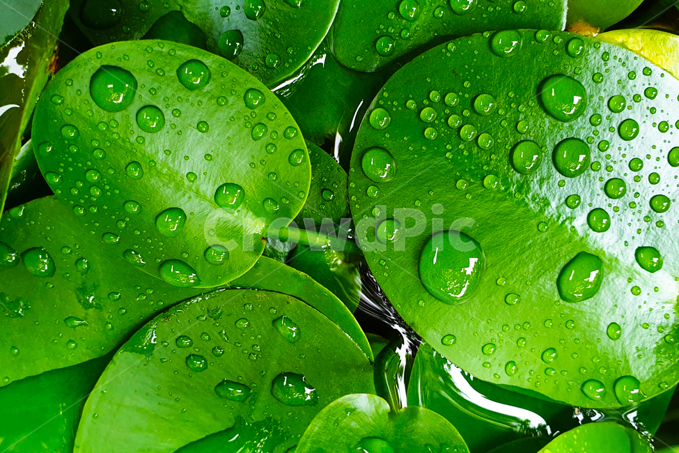 초록색,클로즈업,바탕화면,잎사귀,깨끗함,물방울,배경,물,water,연잎,빗물
