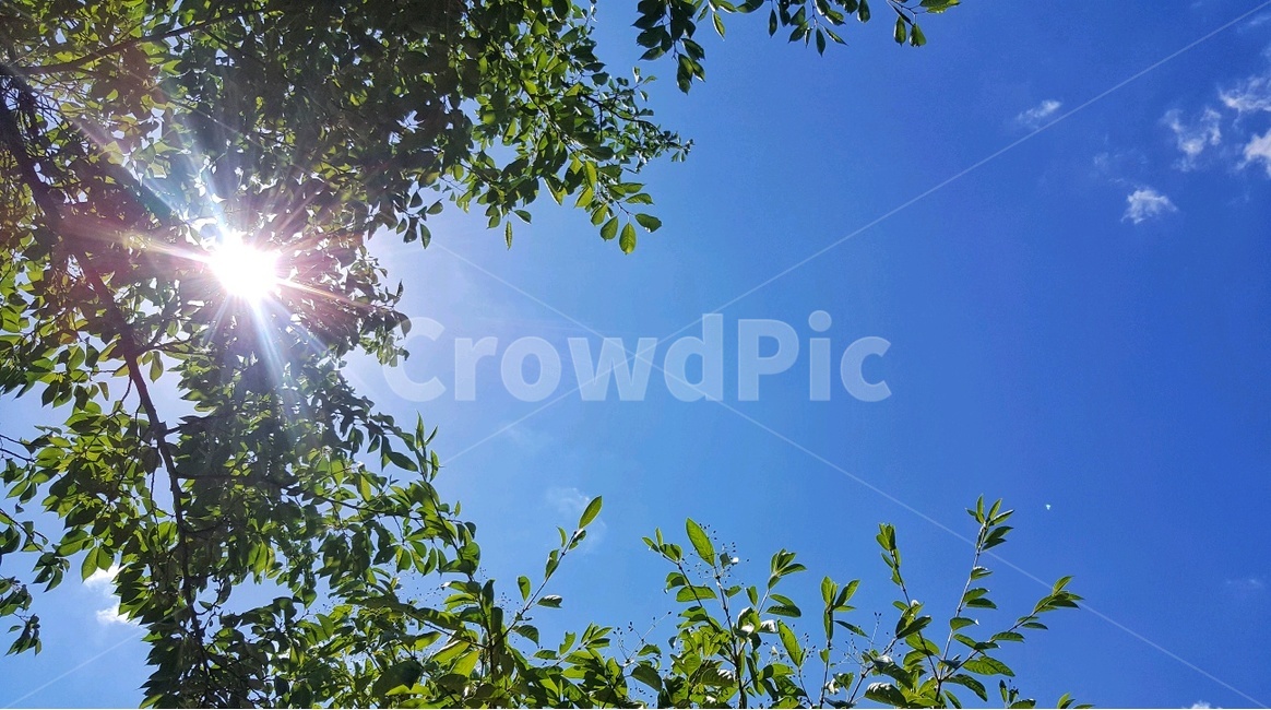 나뭇잎,나무,햇살,여유,힐링,휴식,초록,안정,자연,풍경,nature,landscape,light,빛,flare,플레어,sunlight,햇빛
