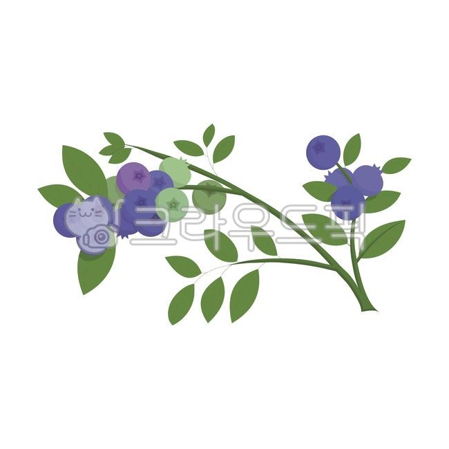 fruit,blueberry,berry,branch,hanging,leaf,leaf,leaves,before harvest,plant,vector,illustration,clipart,design,graphic,cute