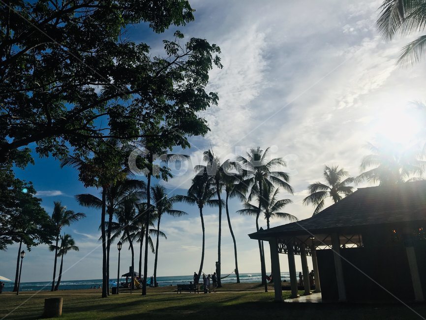 hawaii,usa,해외거리,맑은하늘,하와이,세계,나무,palmtree,하얀구름,sky,sunny,plant,식물,grass,잔디,예쁜배경,초록,여름,휴양지,summer,파란하늘,야자수