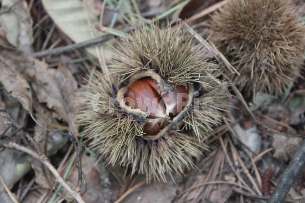 plant,식물,너트,nut,밤송이,과일,열매,fruit