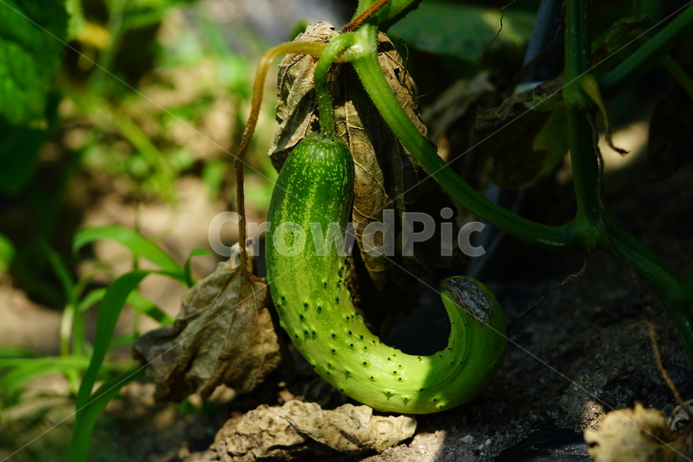 오이,야채,채소,식재료,식자재,농촌,밭,농장,밭농사,자연,field,farm,vegetable,greens,nature,cucumber,신토불이,식물,plant,시골,country,덩굴식물,넝쿨,농산물,농작물,농업,6월,june,여름,summer,음식,식재료,요리,food,cook,meal,dishes,food reserves,채소,야채,vegetables