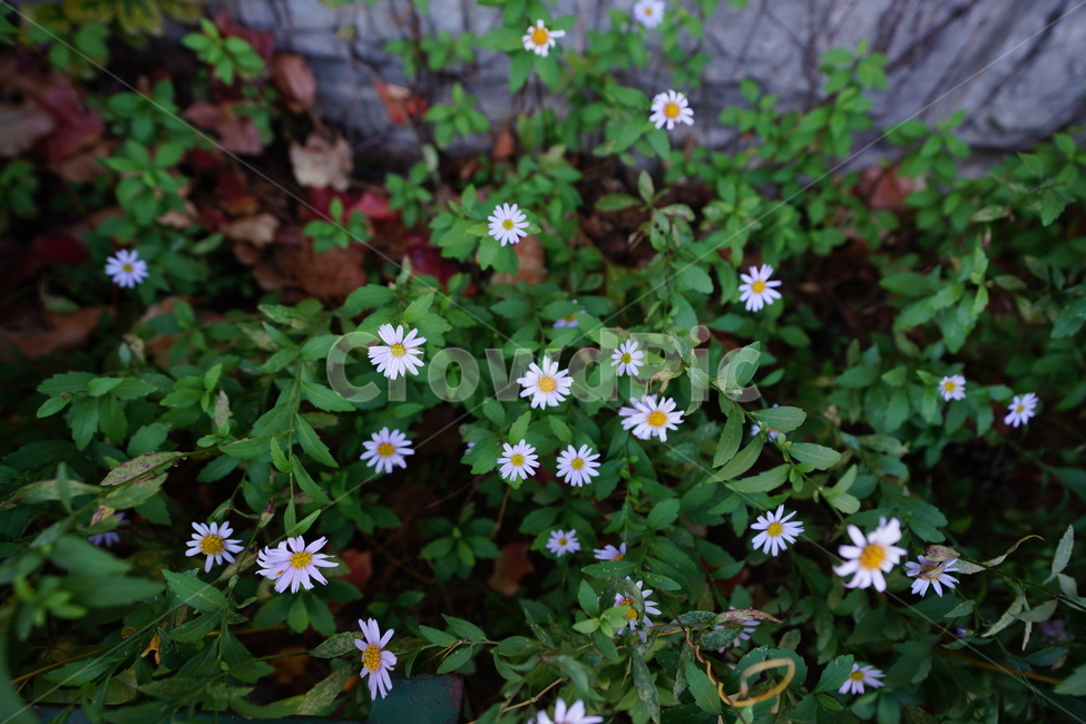 잎,식물,화분,그린,green,환경,생명,생물,감성,색감,녹색,느낌,자연,식물,자연,plants,nature,꽃,flower