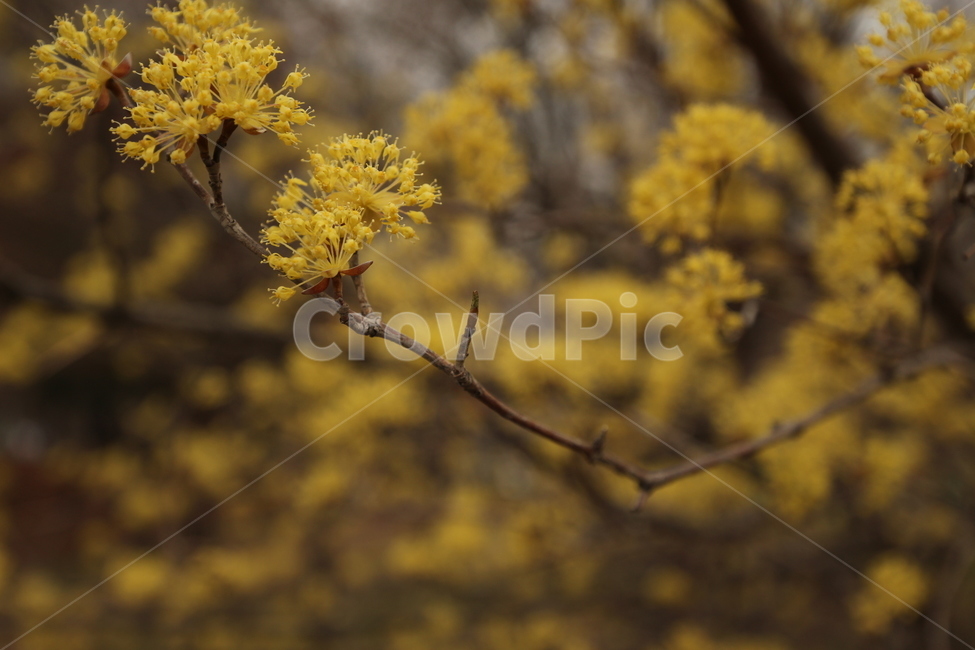 꽃,봄,힐링,꽃잎,스프링,4월,따뜻,식물,자연,plants,nature,꽃,flower