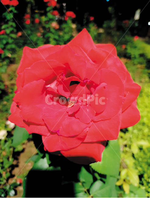 flower,꽃,장미,rose,장미공원,붉은장미,식물,자연,plants,nature,꽃,flower