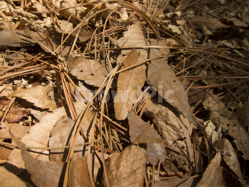 나뭇잎,갈색잎,낙엽,브라운,brown,가을,계절,fall,autumn,season,plant,식물,leaf,잎,ground,바닥