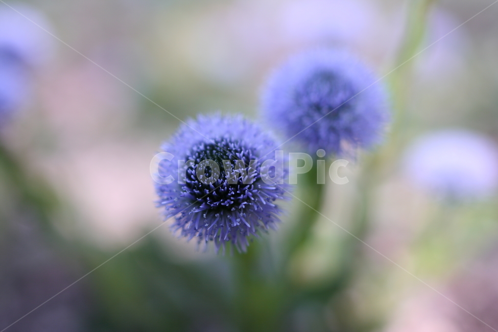 꽃,접사,아름다움,이쁨,봄,확대,봄,계절,spring,season,식물,자연,plants,nature,꽃,flower,plant