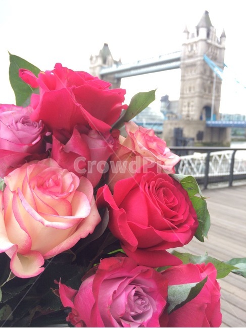 장미,꽃다발,영국,타워브릿지,고백,rose,flower,uk,proposal,towerbridge,프로포즈