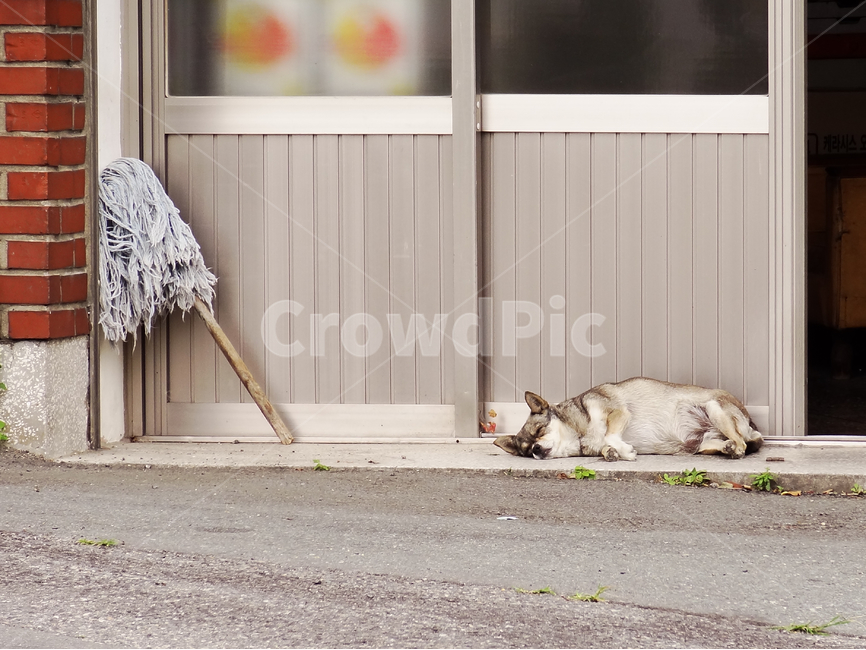 낮잠,강아지,개,멍멍이,동물,amimal,dog,puppy,sleep,누워있다,문,걸레,door,동물,animal,포유류,mammal,개,강아지,dog,doggy
