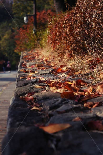 단풍,단풍길,가을,햇빛,11월,가을,계절,fall,autumn,season,plant,식물,leaf,잎,tree,나무