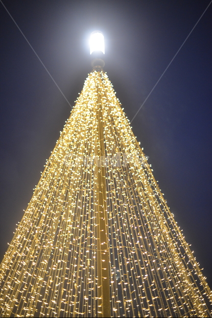 등불,트리,야경,조명,불빛,메리크리스마스,성탄절,merry christmas