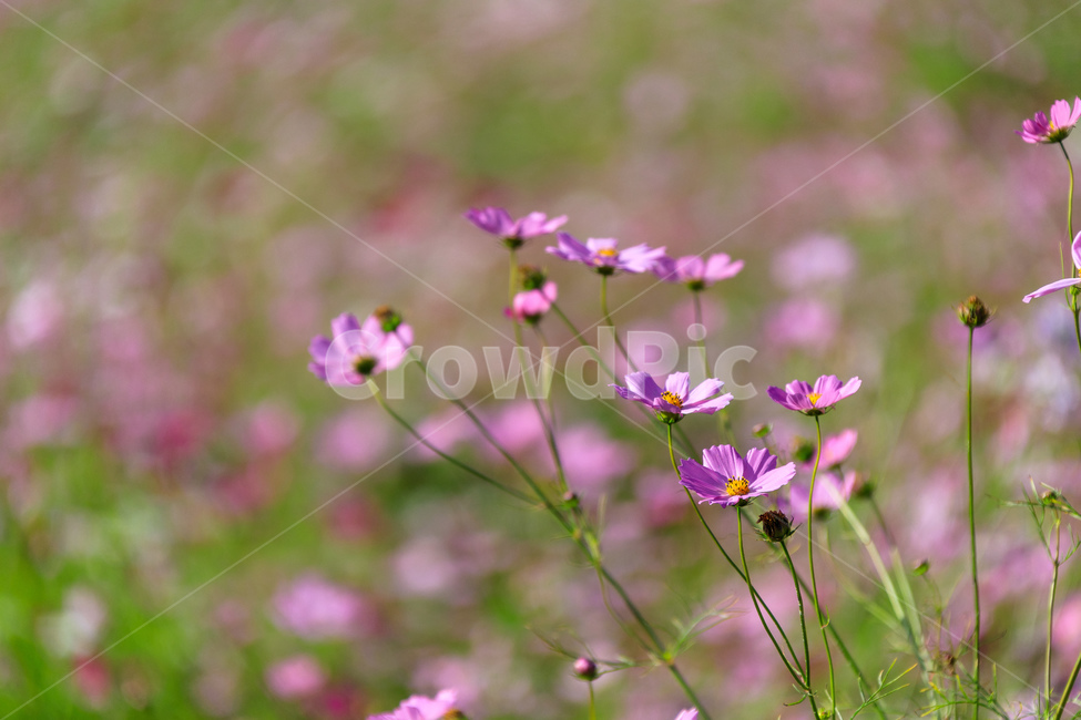 코스모스,꽃,가을,꽃잎,잎,식물,가을,계절,fall,autumn,season,식물,자연,plants,nature,꽃,flower,plant,petal,blossom,geranium,제라늄