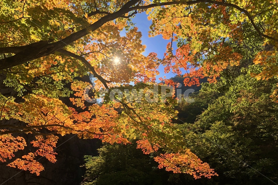 단풍,가을,가을하늘,등산,단풍잎,초록,빨강,노랑,가을,계절,fall,autumn,season,tree,나무,maple,plant,식물,leaf,잎