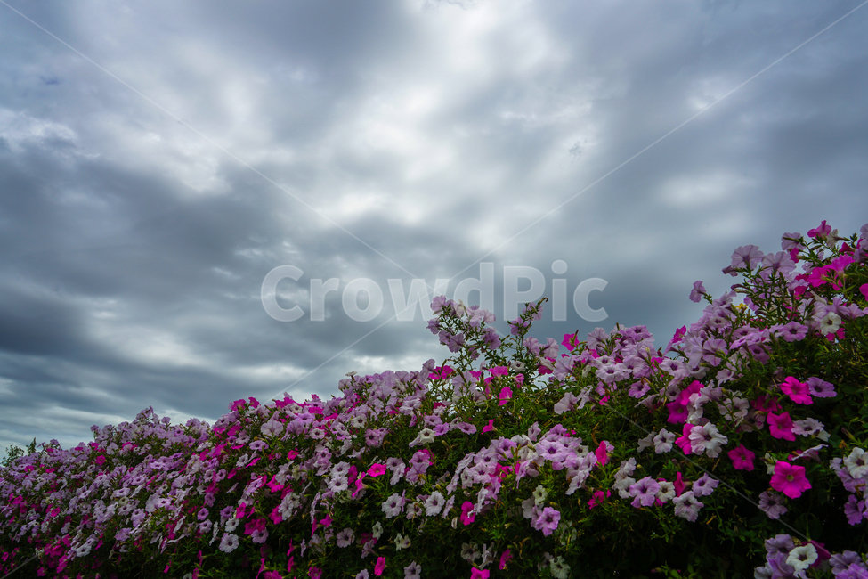 꽃,꽃담,식물,하늘,구름,식물,자연,plants,nature,꽃,flower