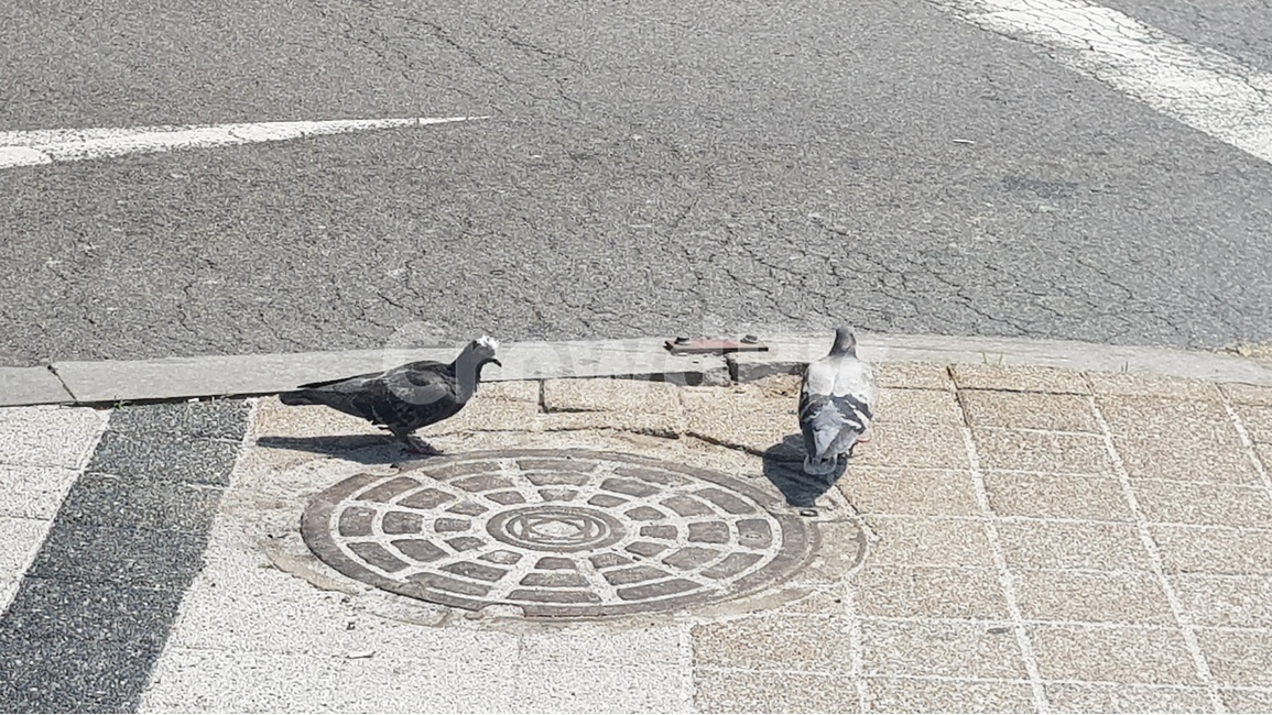 비둘기,도로,새,닭둘기,커플,동물,animal,조류,새,birds