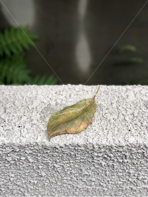 나무,tree,leaf,plant,잎,식물,인테리어,건축,건물,interior,자연,나뭇잎,가을,fall,autumn,9월,마지막잎새,thelastleaf,그림자,색감