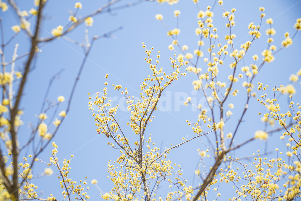 산수유,봄꽃,노랑,꽃나무,노랑꽃,plant,식물,식물,자연,plants,nature,꽃,flower