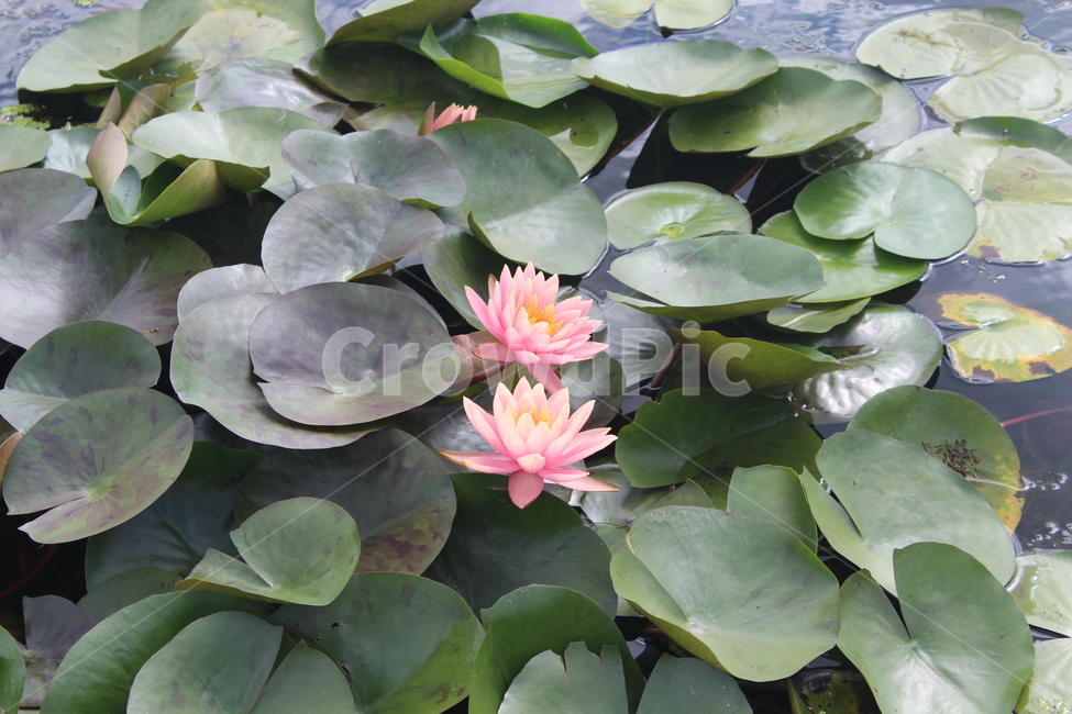 flower,꽃,blossom,수련,식물,plant,식물,자연,plants,nature,꽃,flower