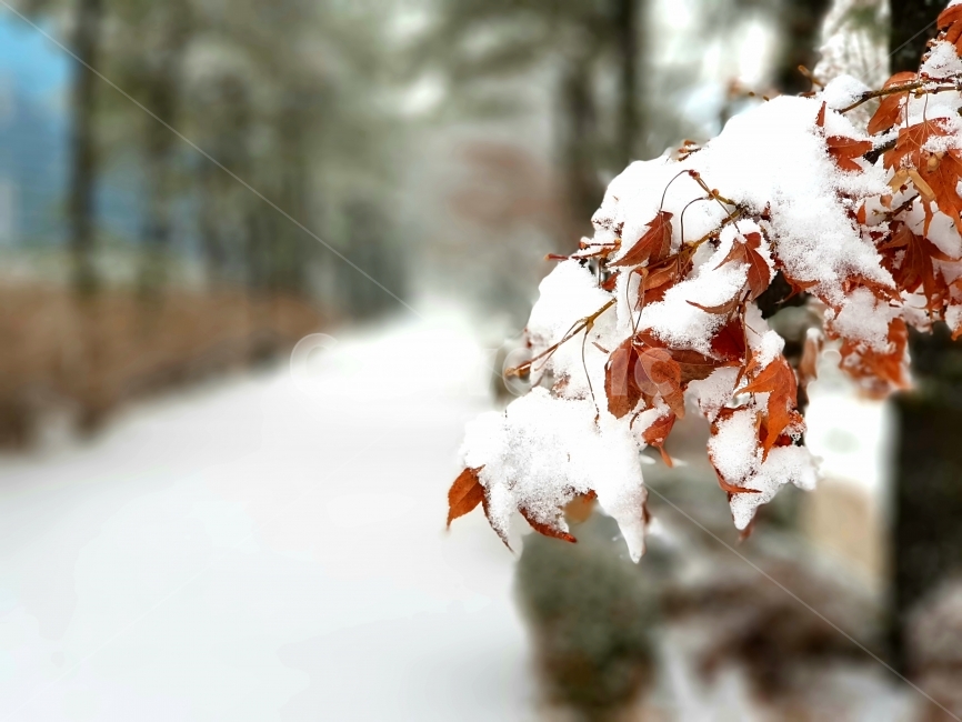 겨울,나뭇잎,단풍,겨울풍경,길,겨울,계절,winter,season,식물,자연,plants,nature