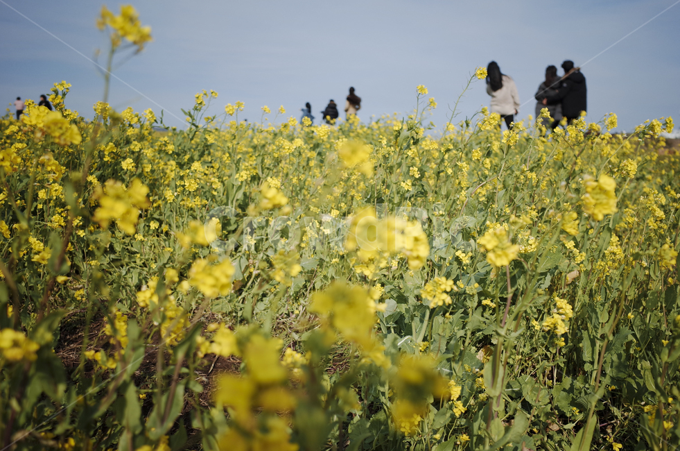 유채꽃,유채,노란꽃,봄,봄꽃,flower,yellow,spring,person,사람,human,인간,field,들