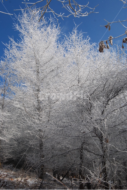 백화산,하늘,나무,자연,등산로,겨울,계절,winter,season,식물,자연,plants,nature,나무,trees,wood