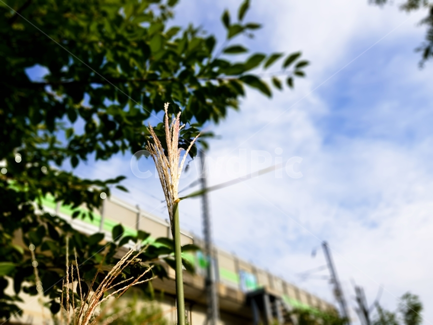 식물,가을,갈대,plant,초목,식물,자연,plants,nature