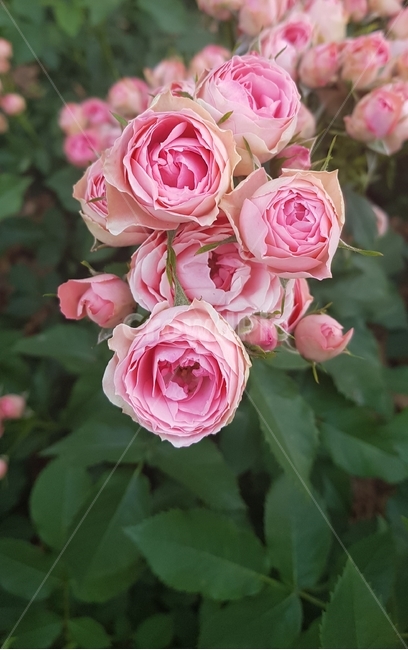 장미,분홍색꽃,pink,flowers,꽃
