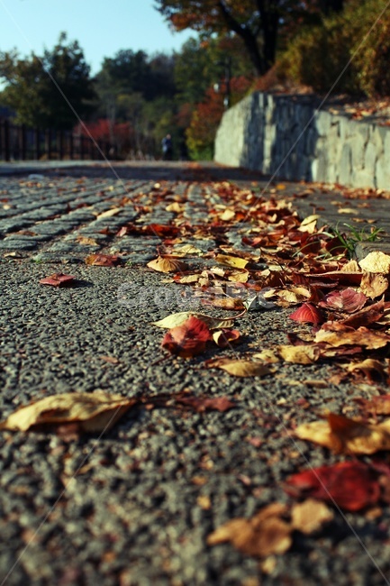 단풍길,흐트러진,가을,단풍,11월,가을,계절,fall,autumn,season,leaf,잎,plant,식물,tree,나무